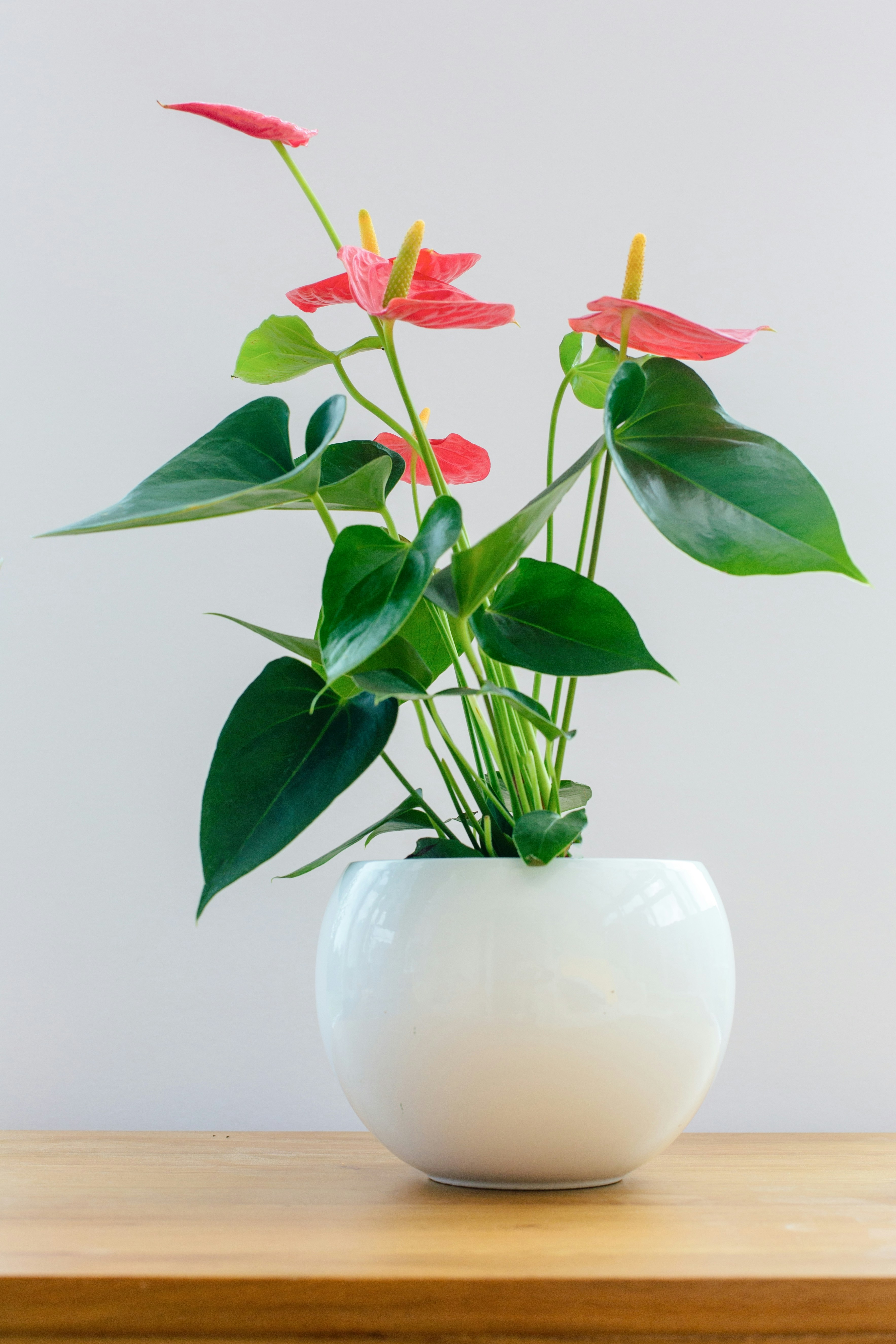 Anthurium
