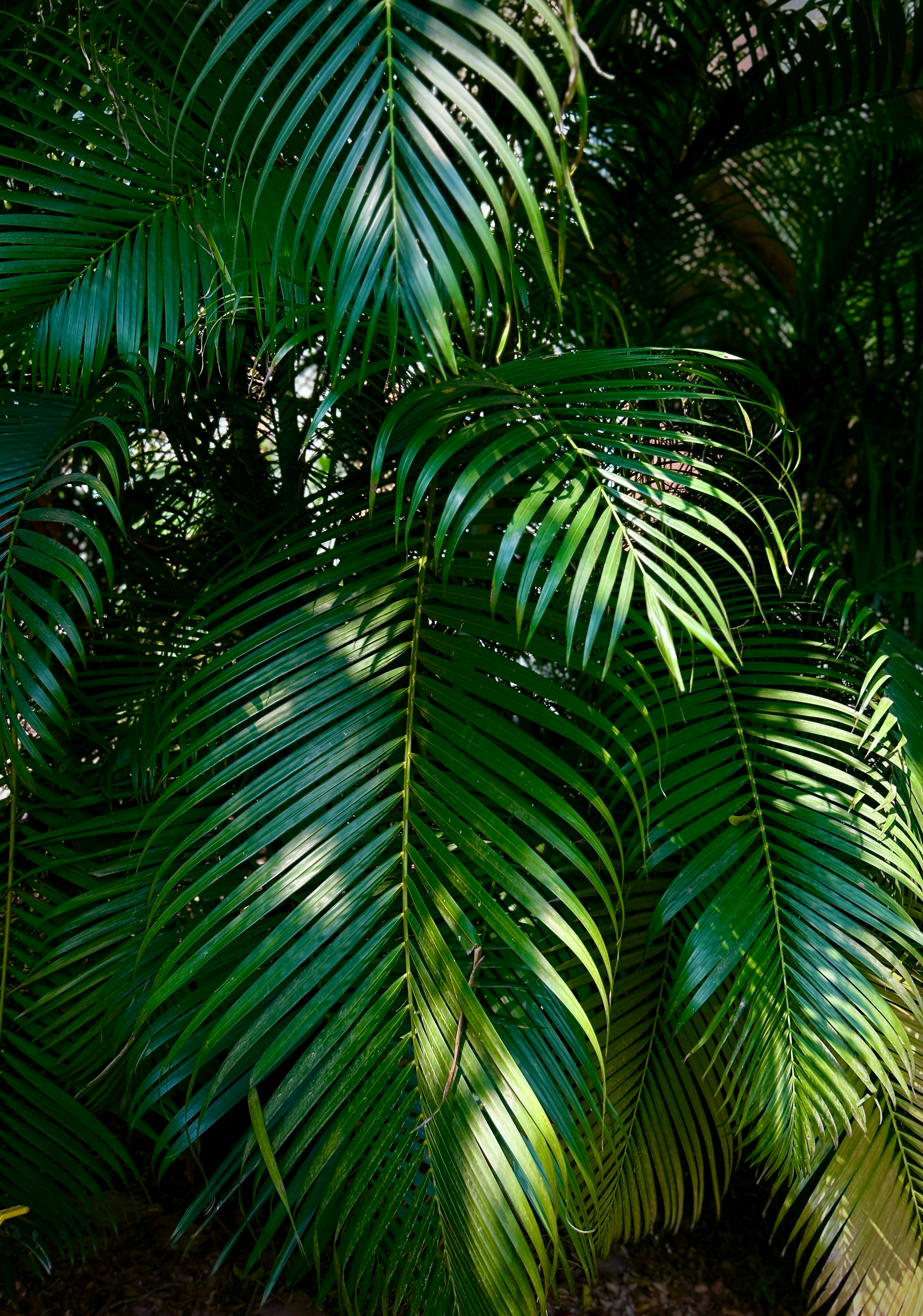 Areca Palm
