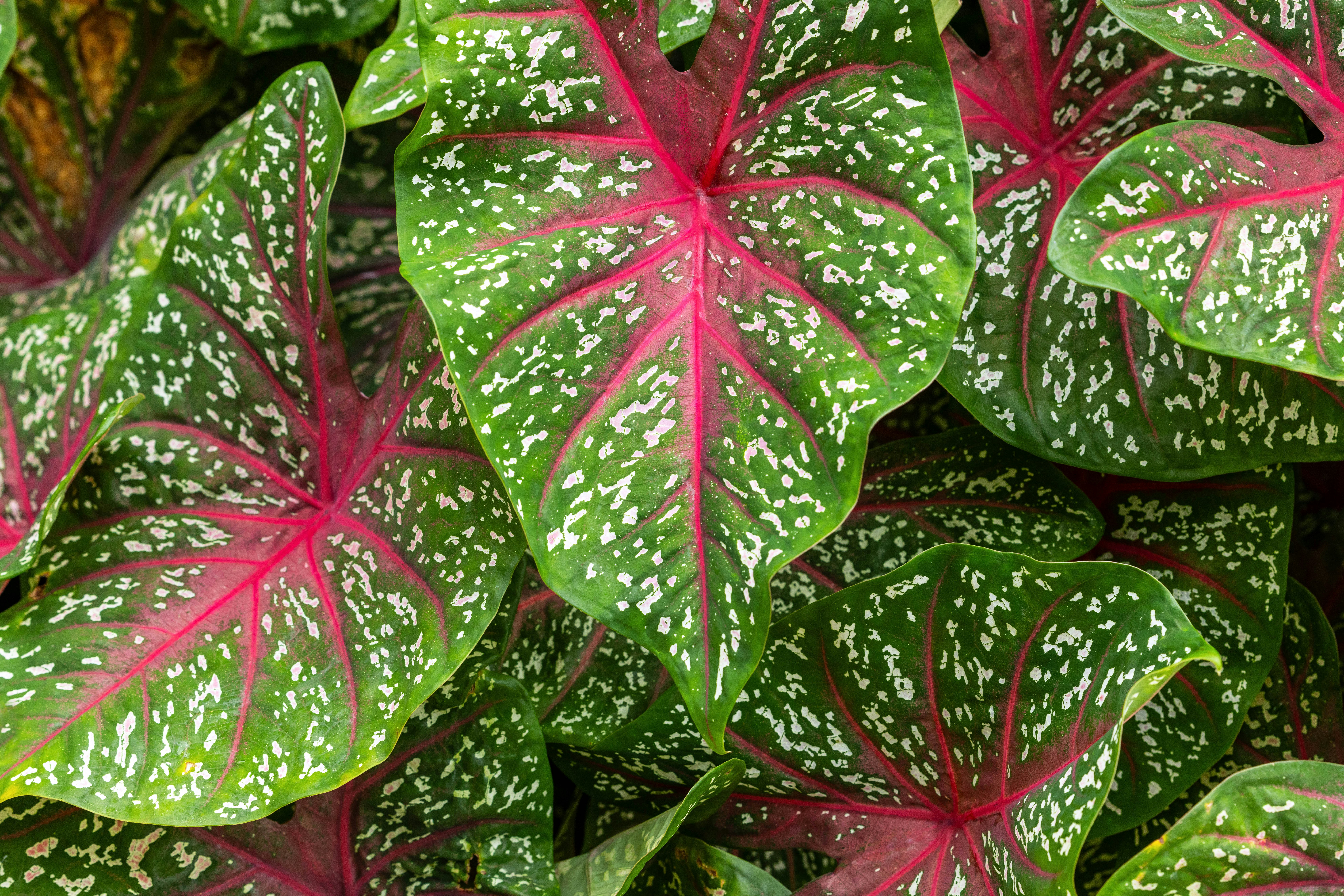 Caladium