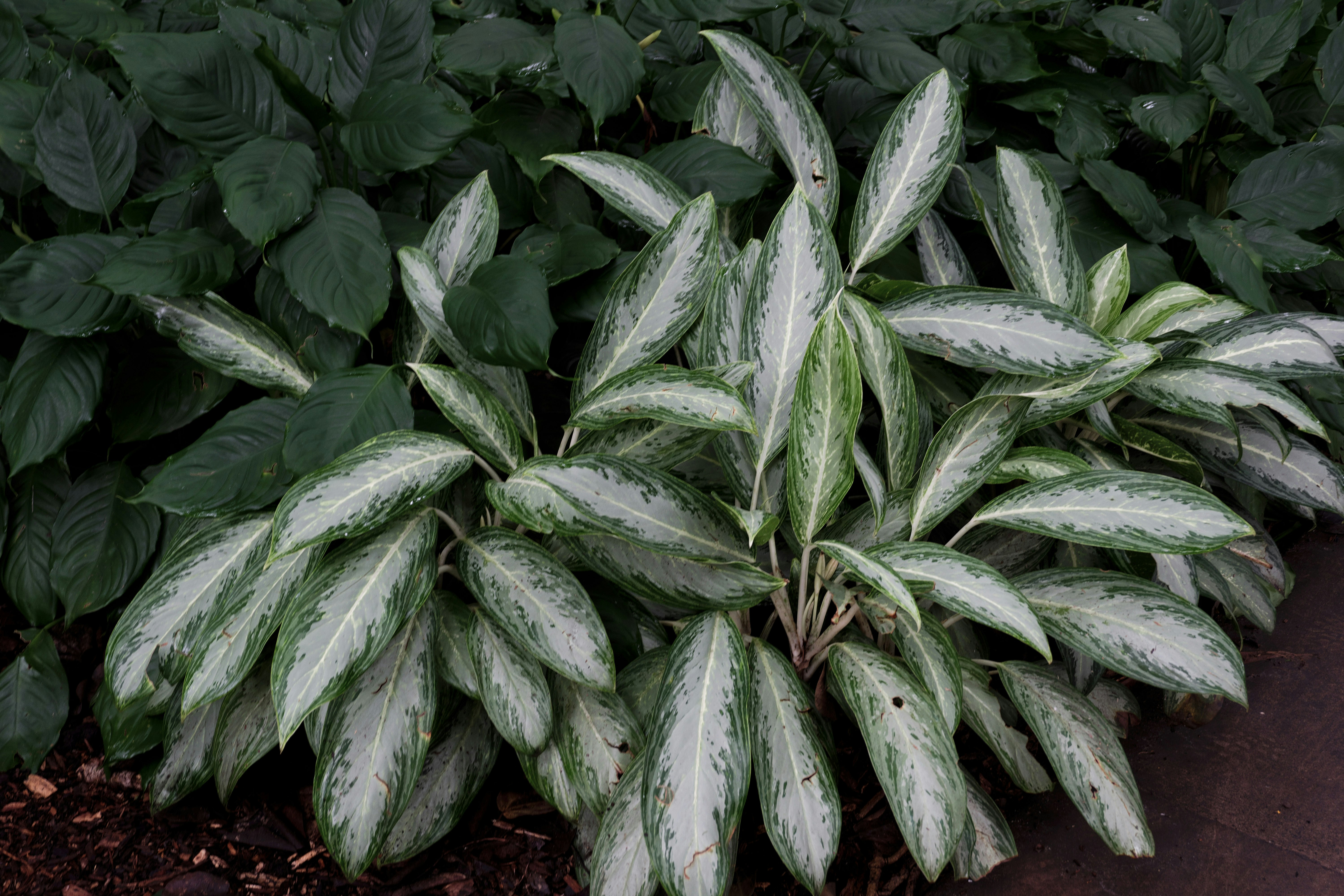 Chinese Evergreen