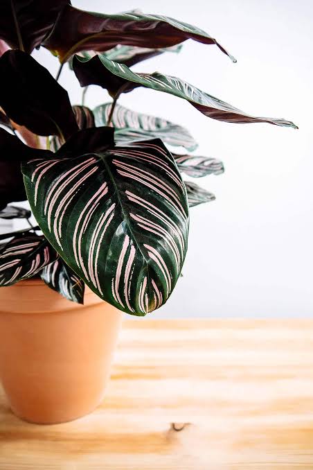 Pin-Stripe Calathea