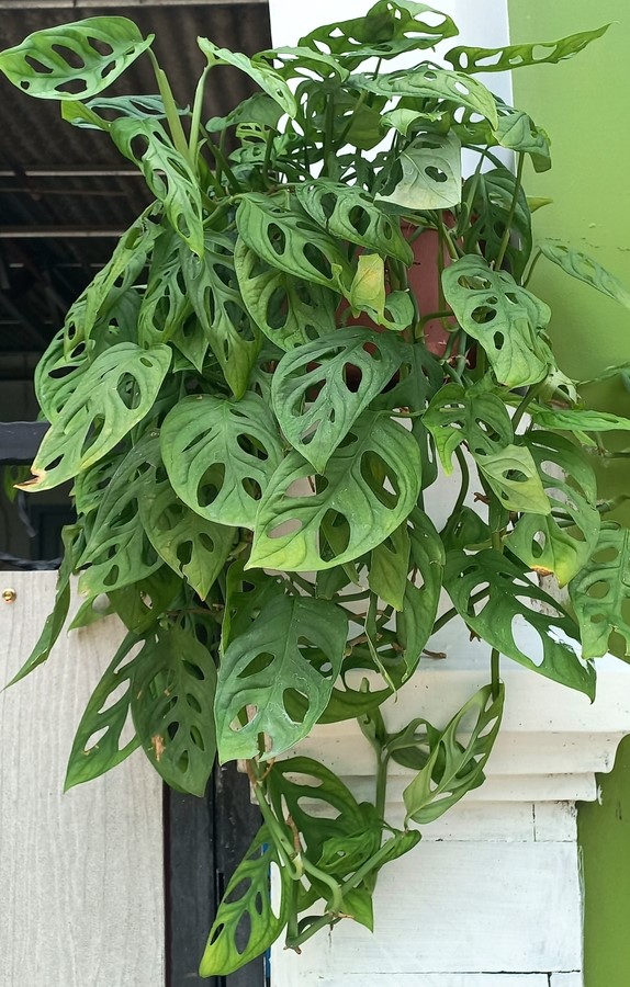 Swiss Cheese Plant